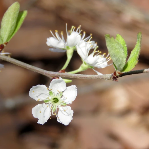 Prunus gracilis image