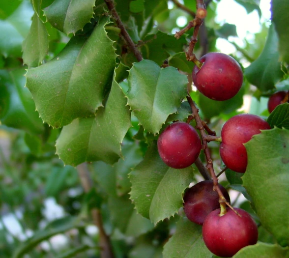 Prunus ilicifolia image