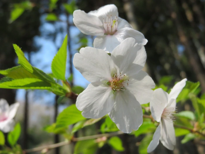 Prunus jamasakura image