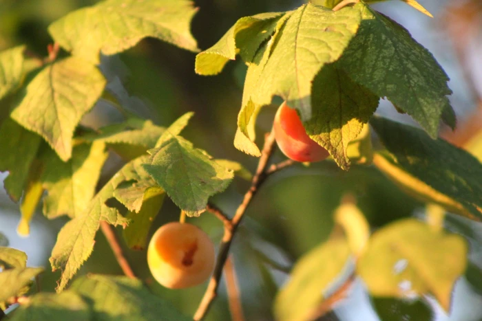 Prunus mexicana image