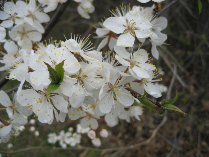 Prunus nigra image