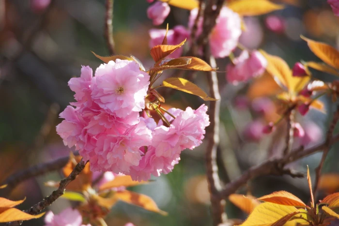 Prunus pseudocerasus image