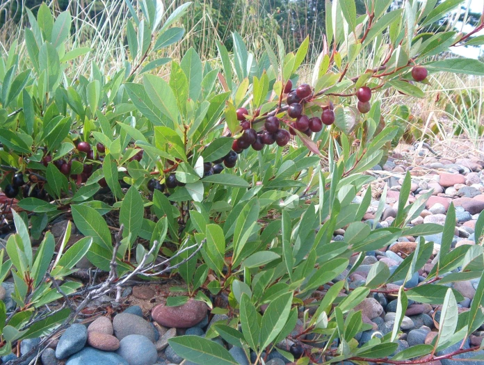 Prunus pumila image