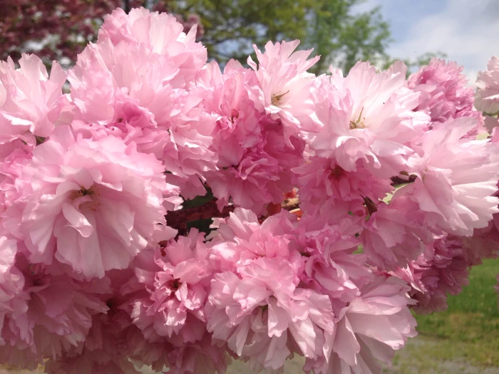 Prunus serrulata image