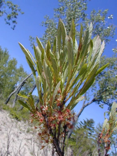 Prunus susquehanae image