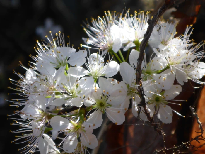 Prunus umbellata image