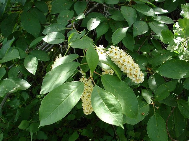 Prunus virginiana image
