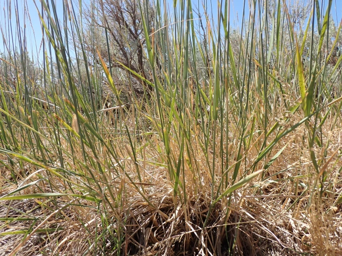 Psathyrostachys juncea image