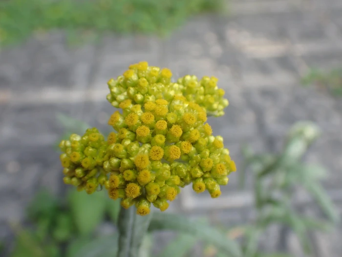 Pseudognaphalium affine image