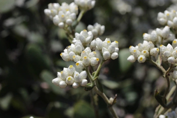 Pseudognaphalium californicum image