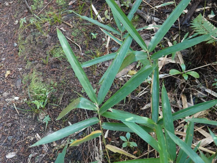 Pseudosasa japonica image