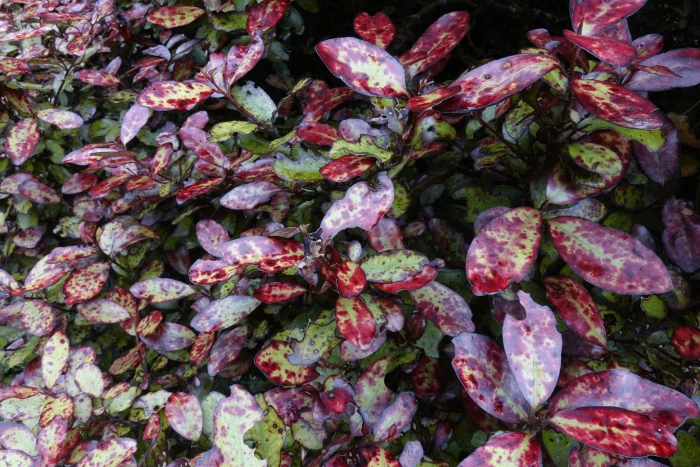 Pseudowintera colorata image