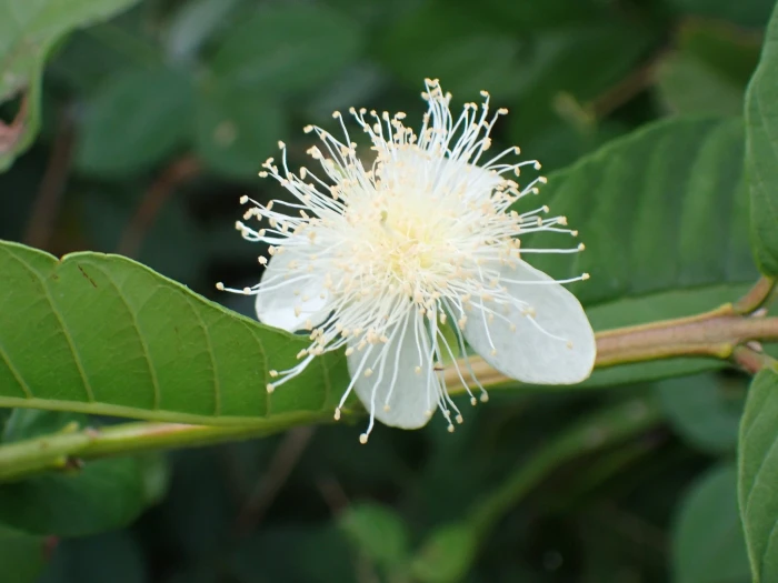 Psidium guajava image