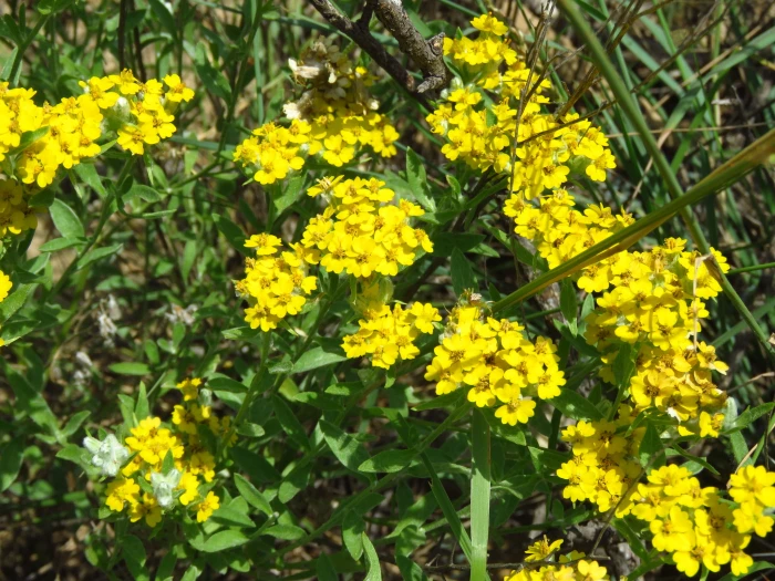 Psilostrophe tagetina image