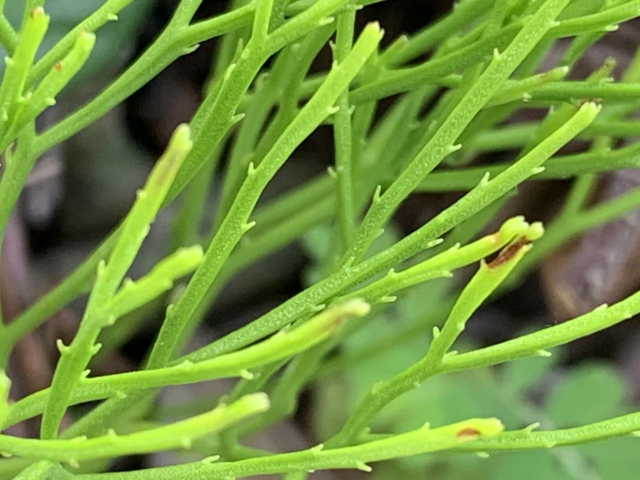 Psilotum nudum image