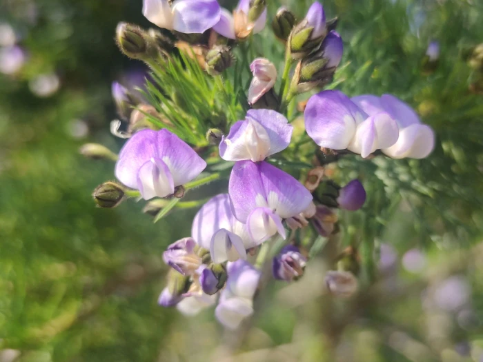 Psoralea pinnata image