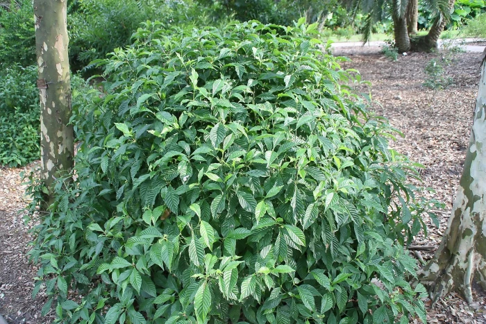 Psychotria lupulina image