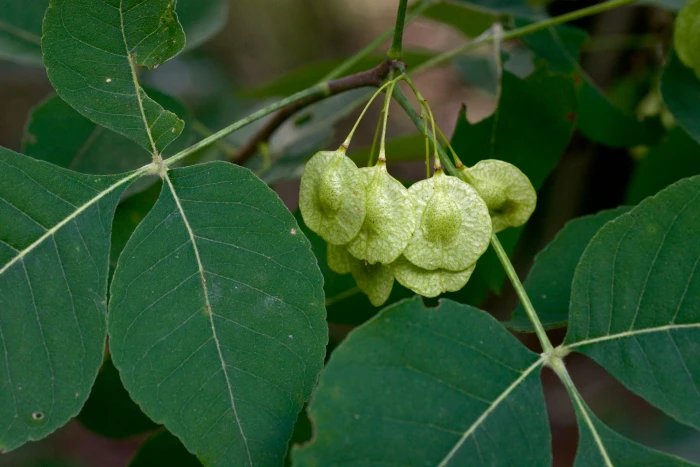 Ptelea trifoliata image
