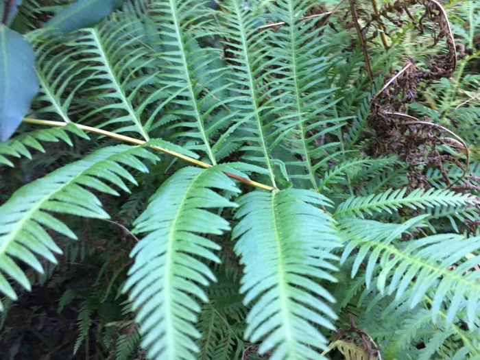 Pteris dentata image