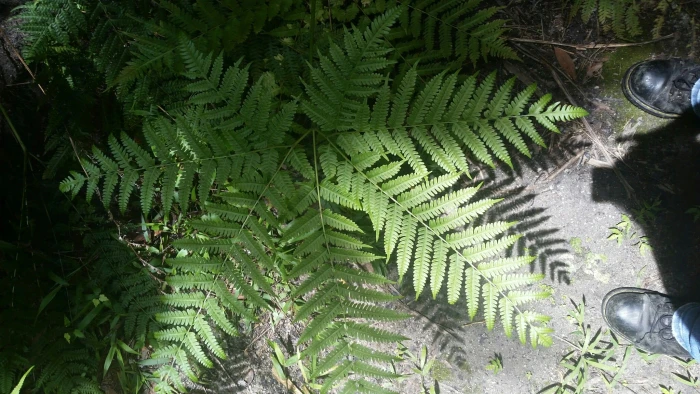 Pteris tripartita image