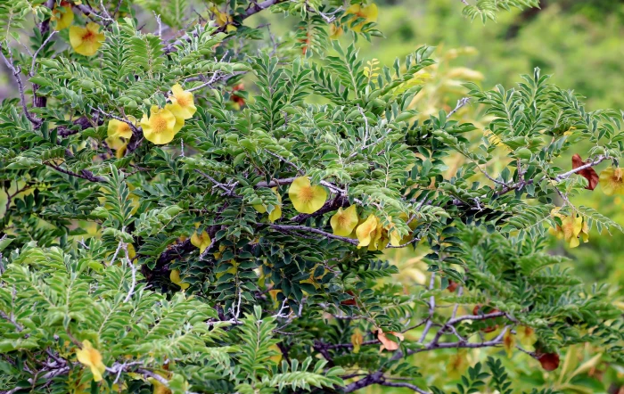 Pterocarpus angolensis image