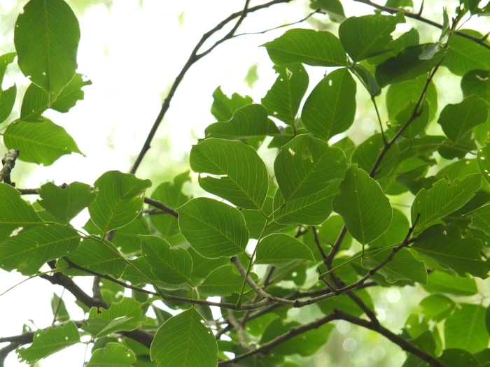 Pterocarpus marsupium image