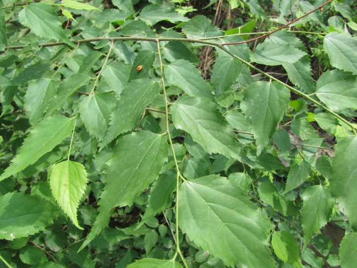 Pteroceltis tatarinowii image