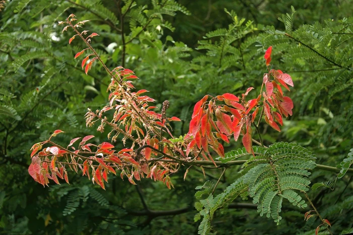Pterolobium stellatum image