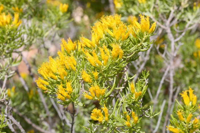Pteronia paniculata image