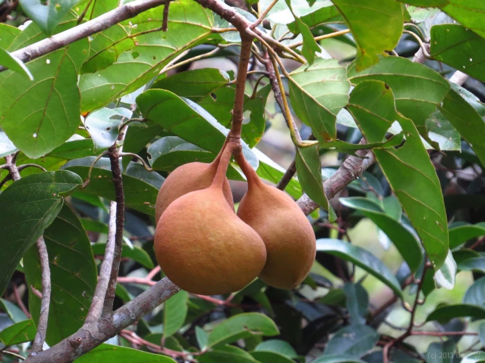 Pterygota alata image