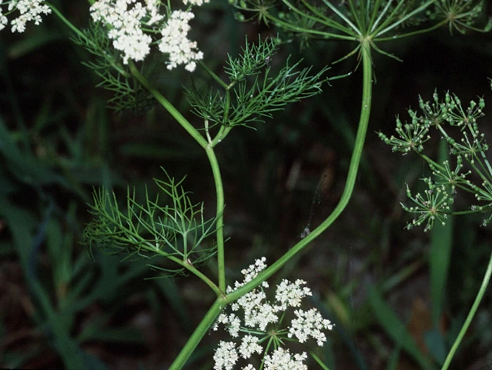 Ptilimnium capillaceum image