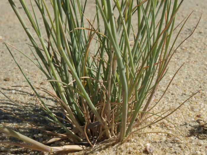 Puccinellia nuttalliana image