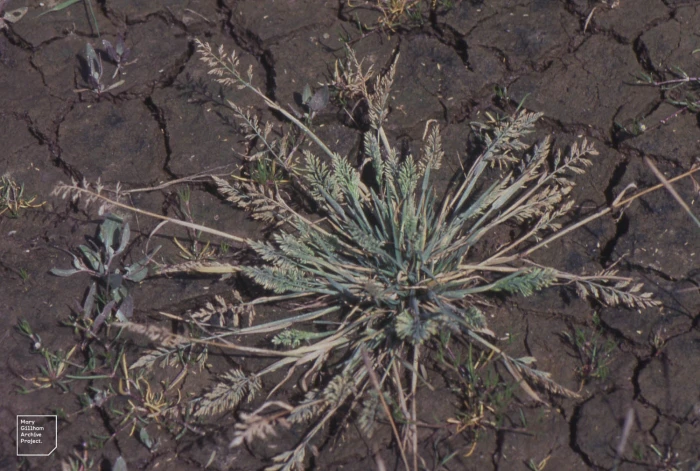 Puccinellia rupestris image