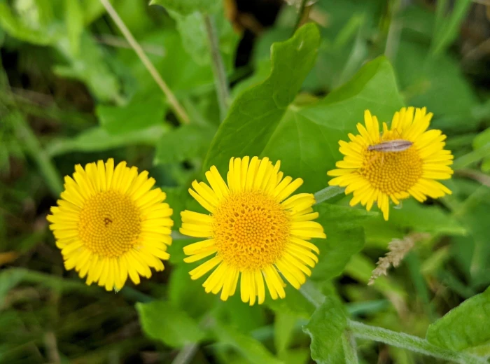 Pulicaria dysenterica image