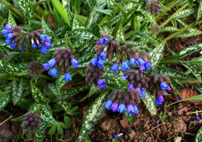 Pulmonaria longifolia image