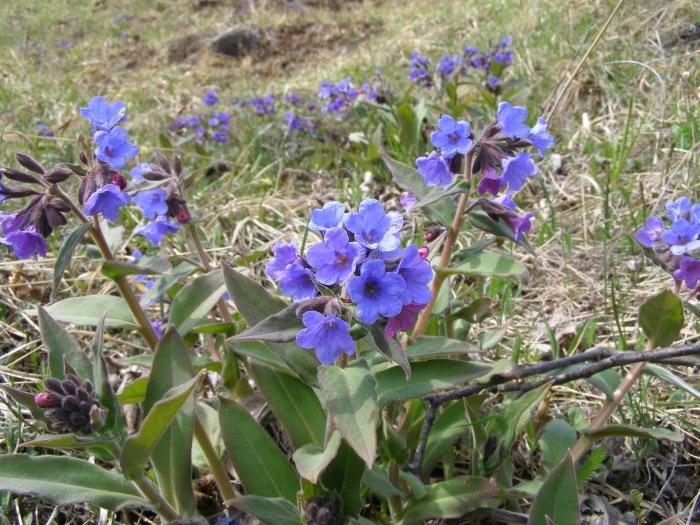 Pulmonaria mollis image