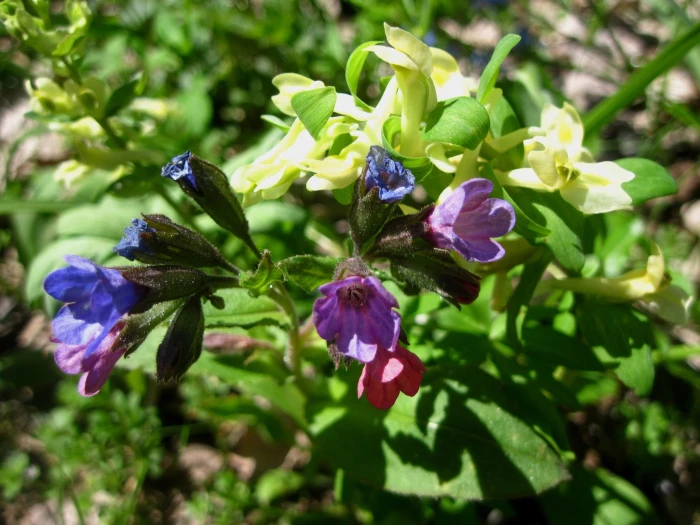 Pulmonaria obscura image