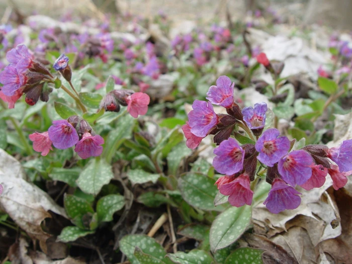 Pulmonaria officinalis image