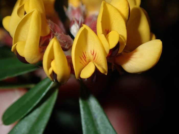 Pultenaea daphnoides image