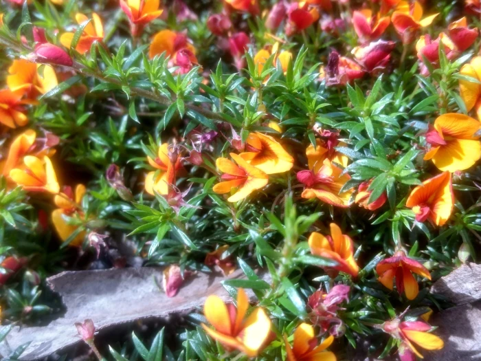 Pultenaea pedunculata image