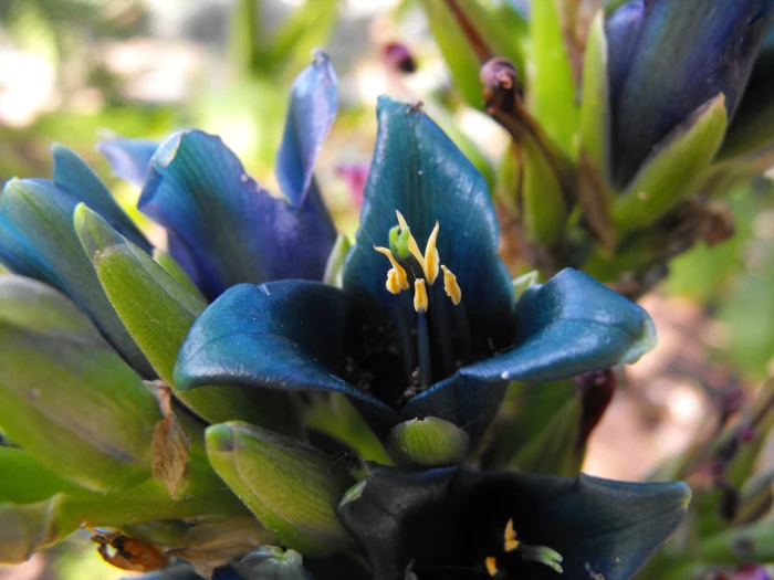 Puya alpestris image