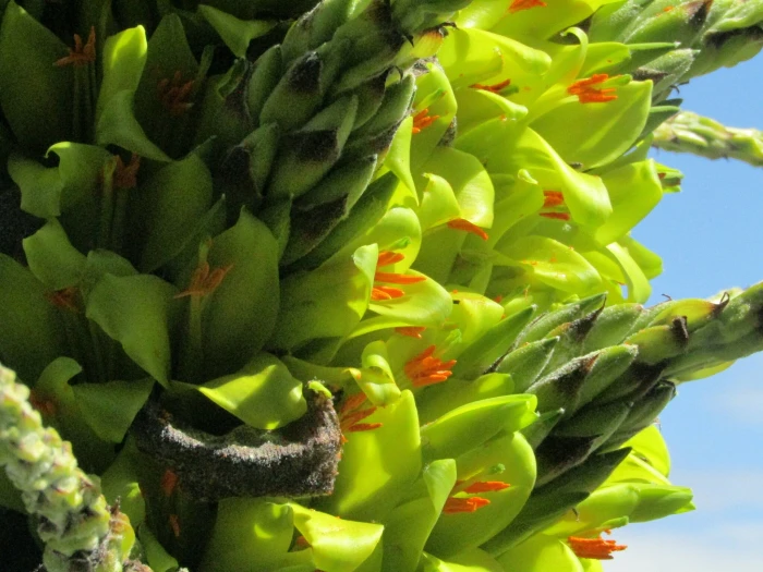 Puya chilensis image