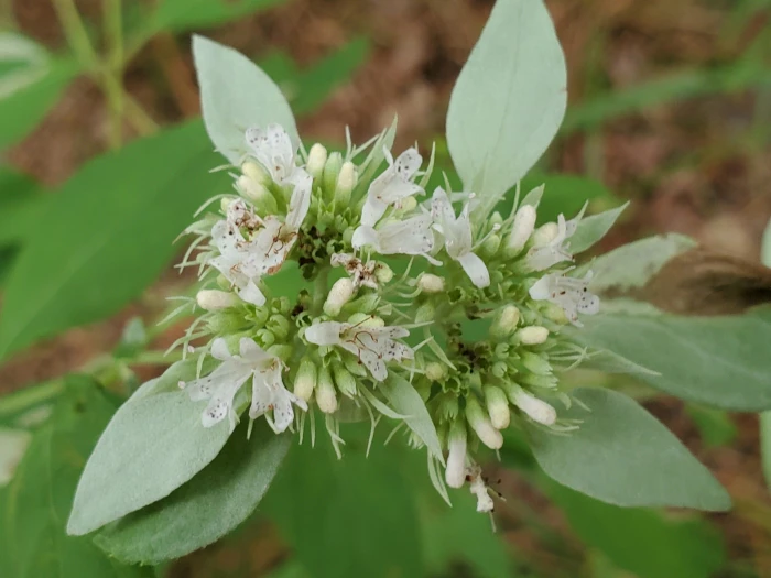 Pycnanthemum albescens image
