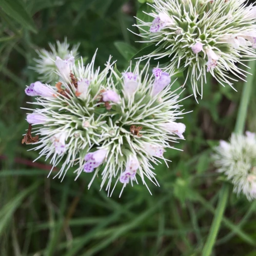 Pycnanthemum flexuosum image