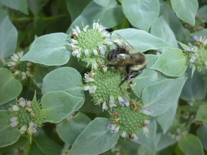 Pycnanthemum muticum image