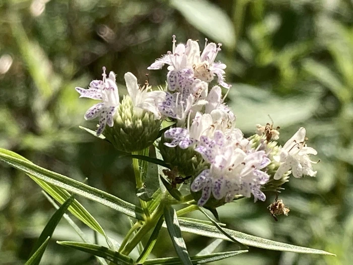 Pycnanthemum tenuifolium image