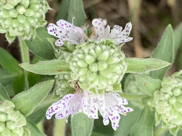Pycnanthemum verticillatum image
