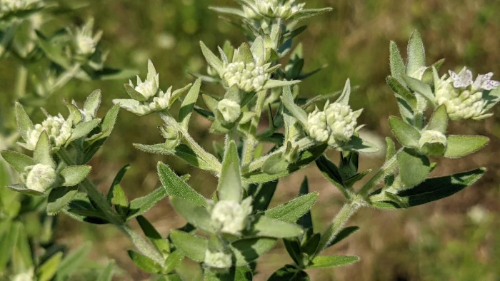 Pycnanthemum pilosum image