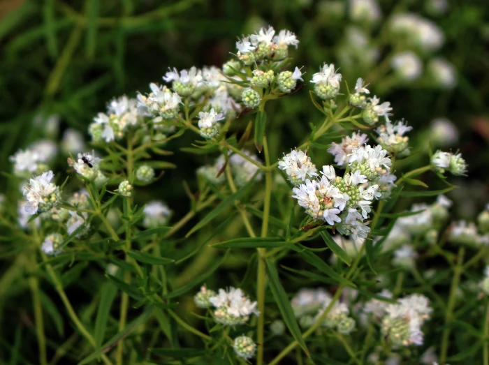 Pycnanthemum virginianum image