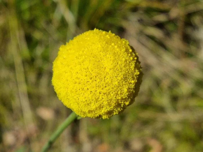 Pycnosorus chrysanthus image